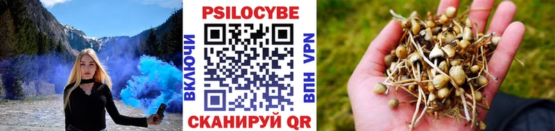 Галлюциногенные грибы Psilocybe  blacksprut ссылка  Приморско-Ахтарск  купить наркоту 